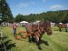 Shire Horses at the 2008 Banstead Countryside Day