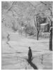 A Wintry Scene from Nork